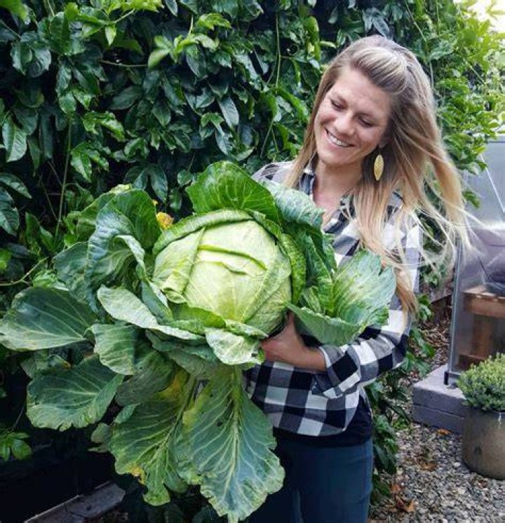 How do cabbage grow in Kenya