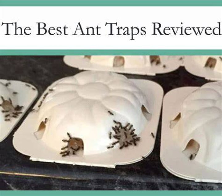 How do Combat ant traps work