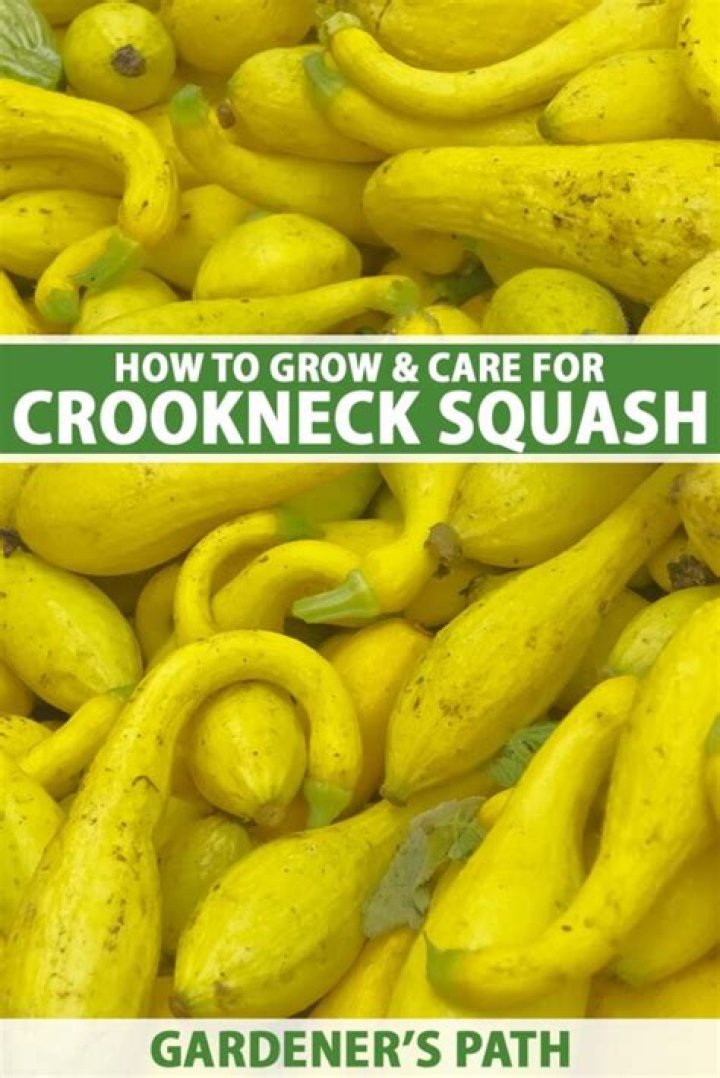How do crookneck squash grow