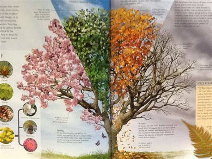 How do deciduous trees adapt