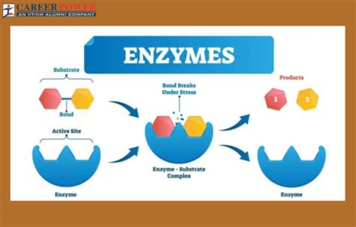 How do enzymes work on urine
