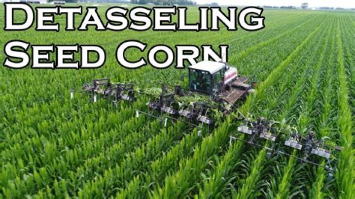 How do farmers Detassel corn