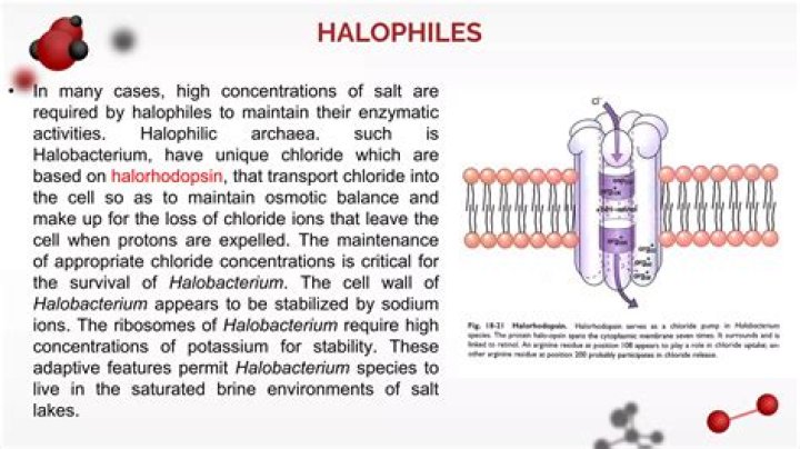 How do Halophiles get energy