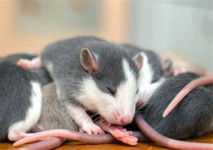 How do I identify a baby rat