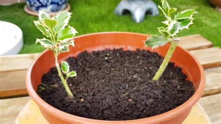 How do I take Holly cuttings
