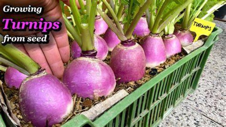 How do Japanese Turnips grow