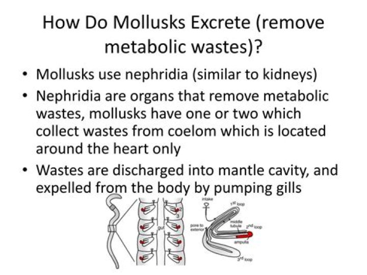 How do mollusks excrete