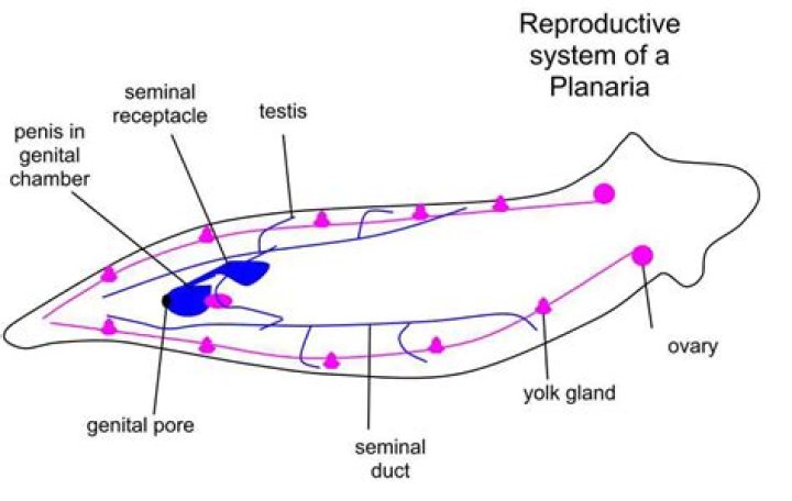 How do planaria sense light