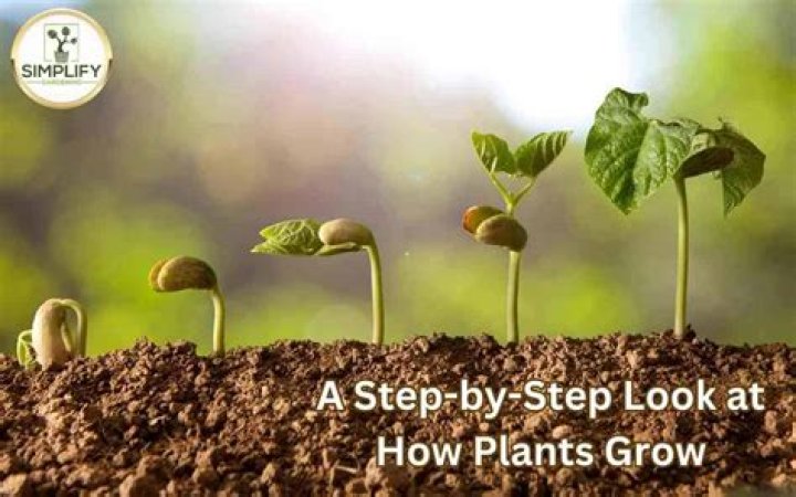 How do plants grow and live