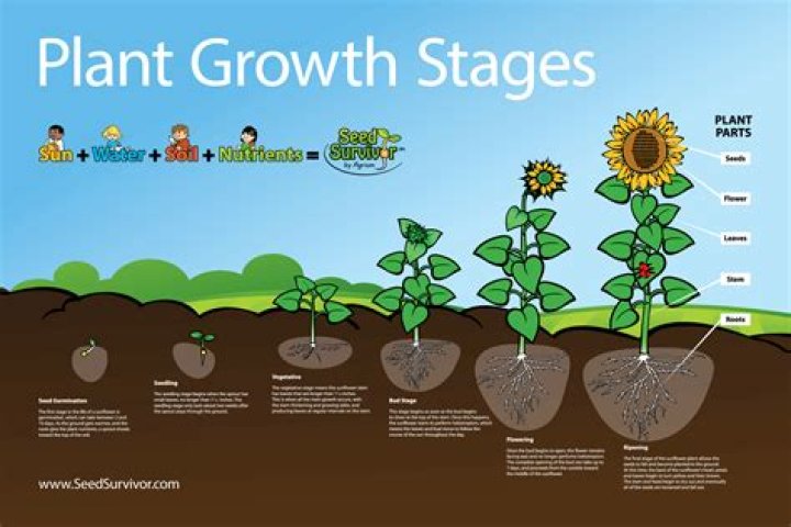 How do plants grow on dunes