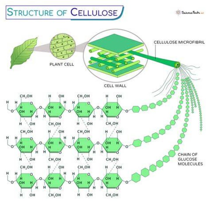 How do plants make cellulose
