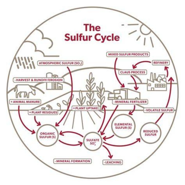 How do plants receive sulfur