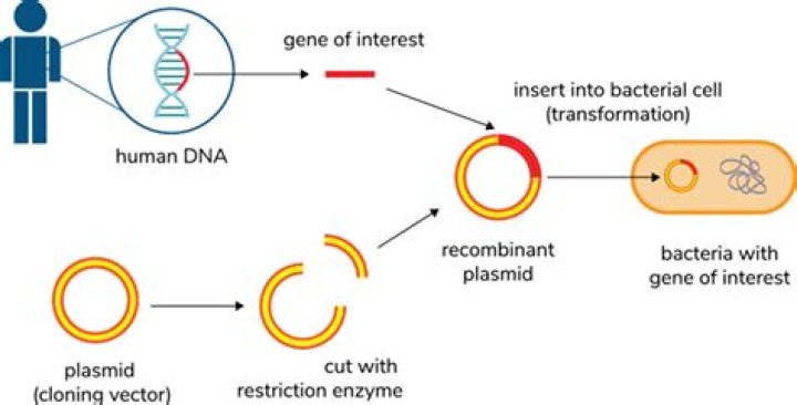 How do plasmids enter cells