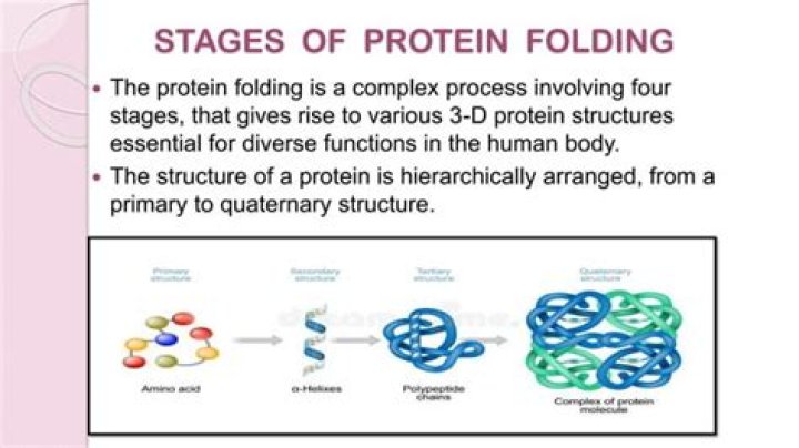 How do proteins fold so fast