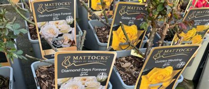 How do roses get their names