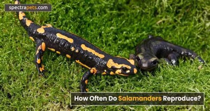 How do salamanders reproduce