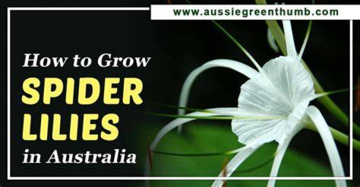 How do spider lilies spread