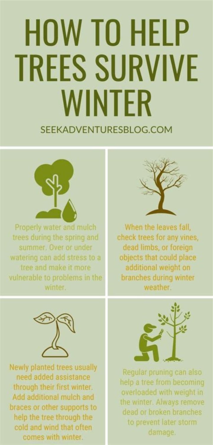 How do trees survive winter