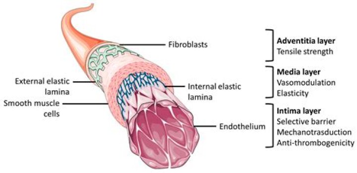 How do vascular grafts work