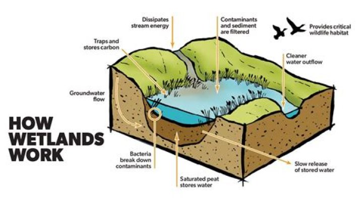 How do wetlands help humans