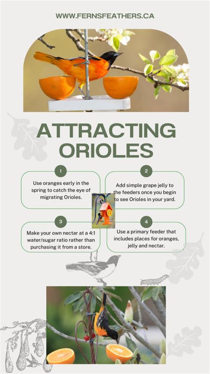 How do you attract grosbeaks