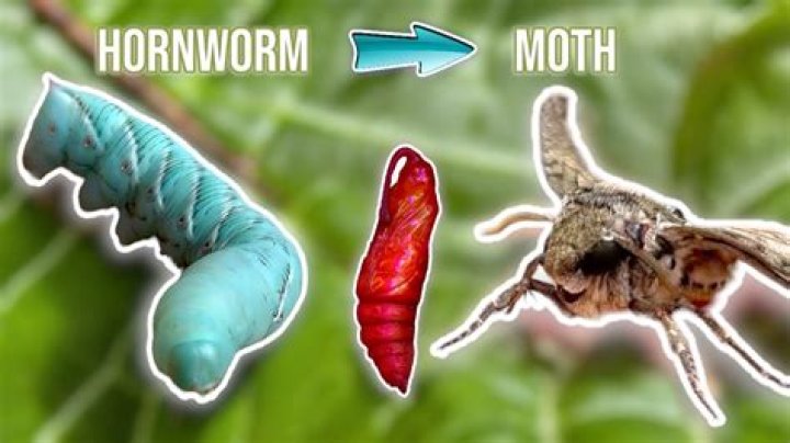 How do you attract hornworms