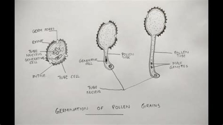 How do you calculate pollen