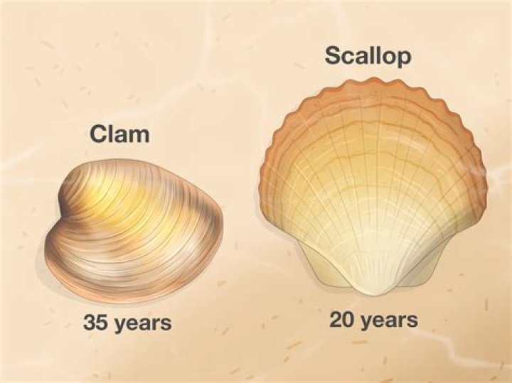 How do you crush clam shells