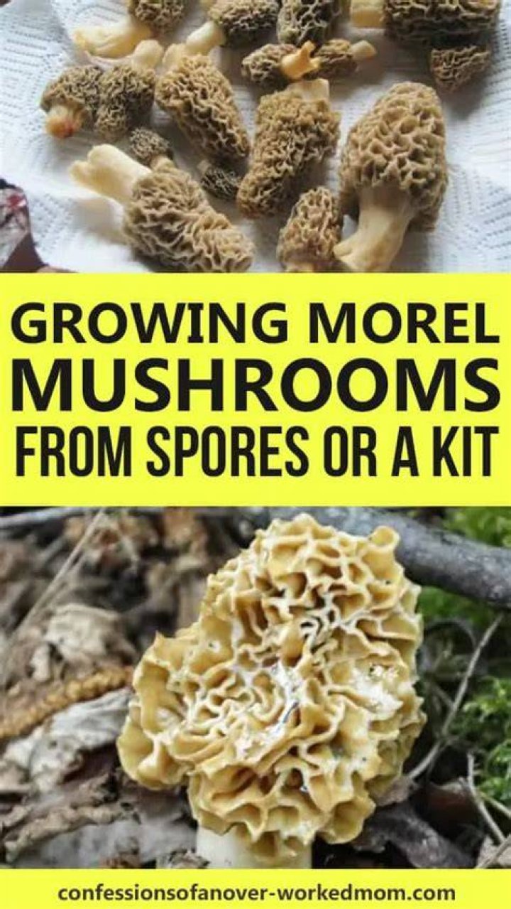 How do you get morel spores