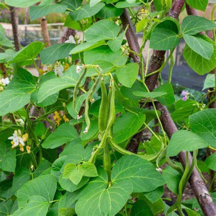How do you grow giant runner beans