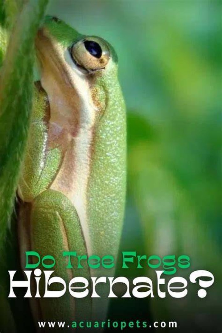 How do you hibernate a frog