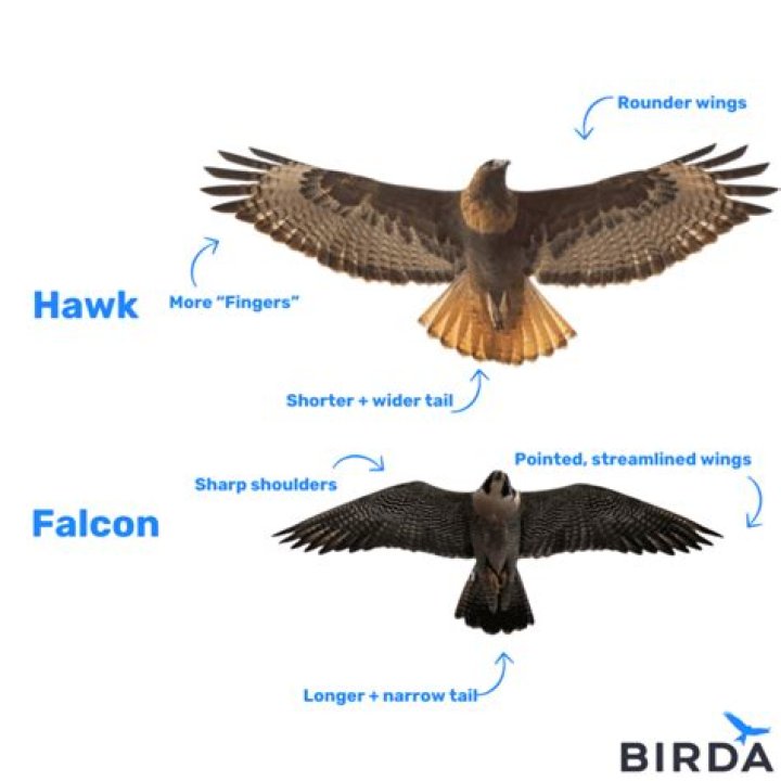 How do you identify a falcon