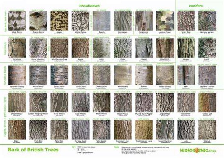 How do you identify ash bark