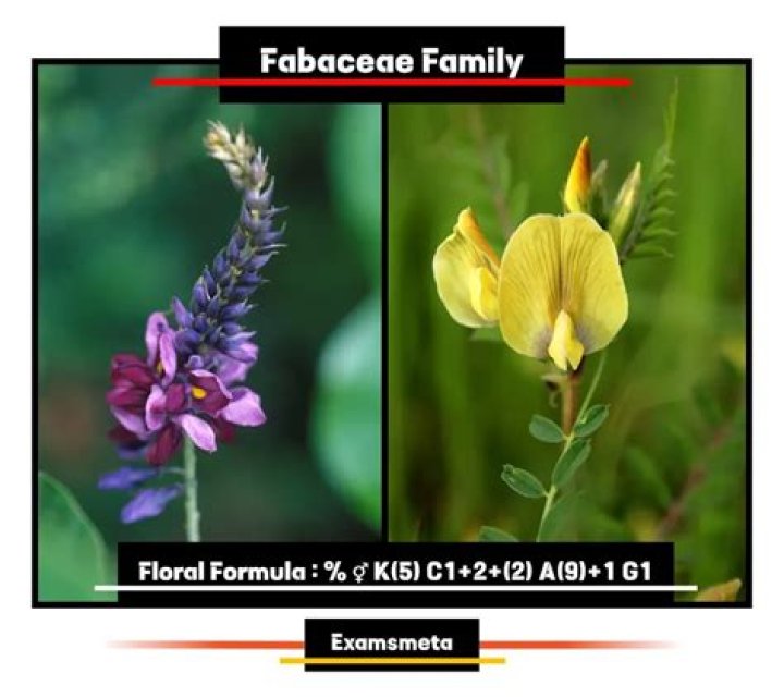 How do you identify Fabaceae