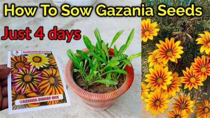 How do you identify gazania