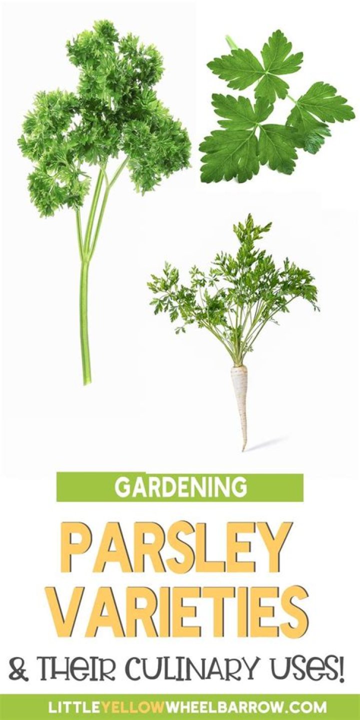 How do you identify parsley