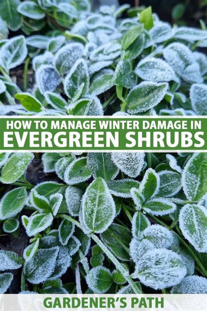 How do you keep evergreens from getting winter burn