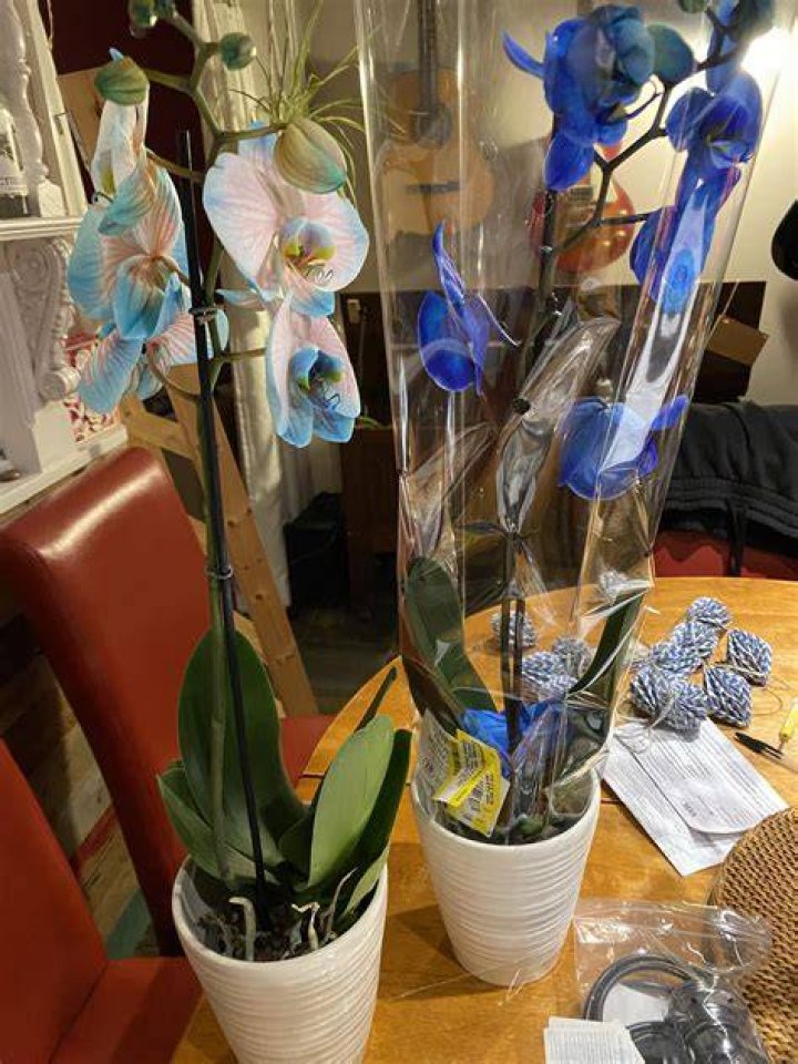 How do you keep orchids blue