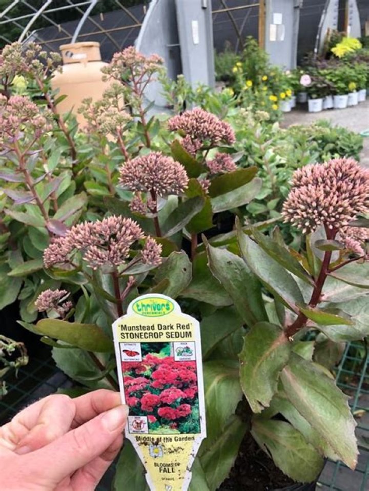 How do you keep sedums small