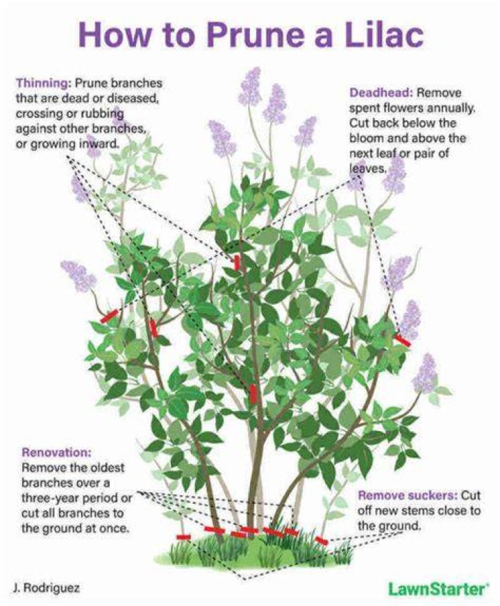 How do you make a lilac tree