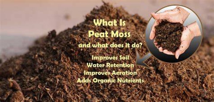 How do you make moss spread