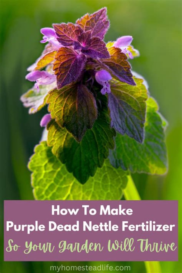 How do you make nettle fertilizer