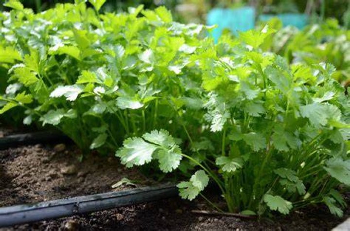 How do you perk up cilantro