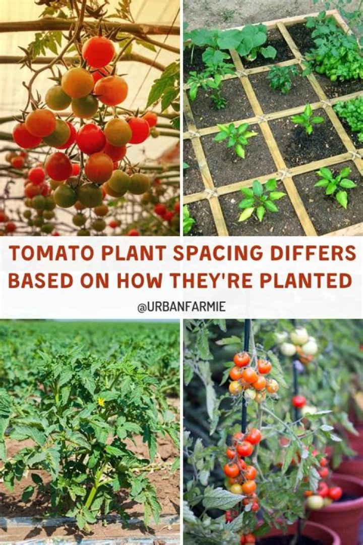 How do you plant iris Ensata