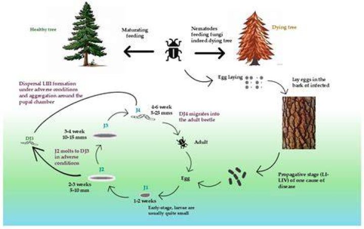 How do you prevent pine wilt