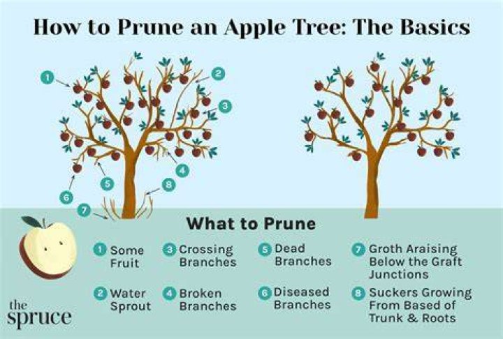How do you prune a buckthorn
