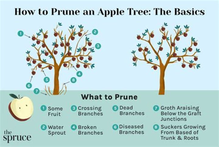How do you prune Aralia Ming