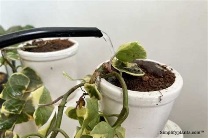 How do you revive dried ivy