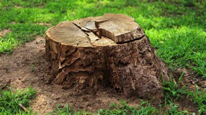 How do you seal a tree stump