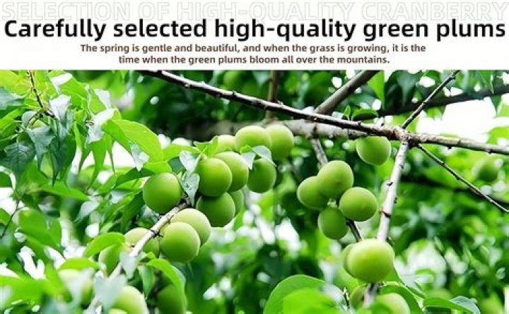 How do you store green plums